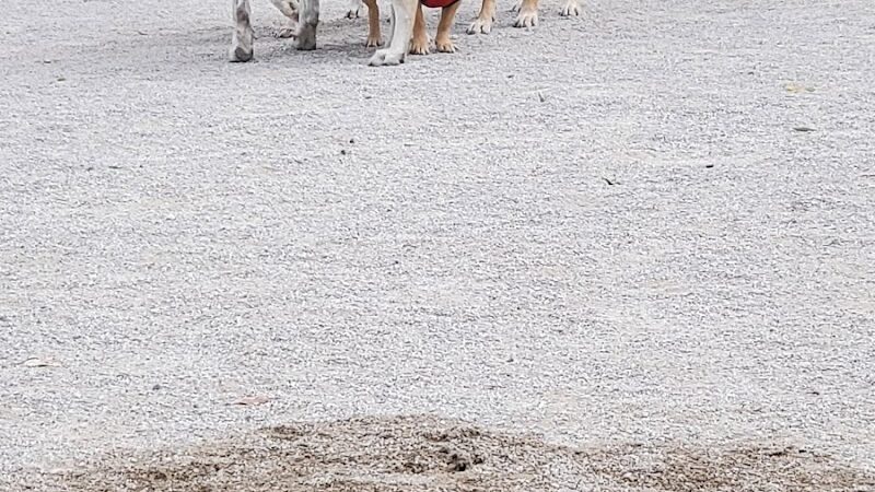 Lakewood Dog Park - Lakewood, OH