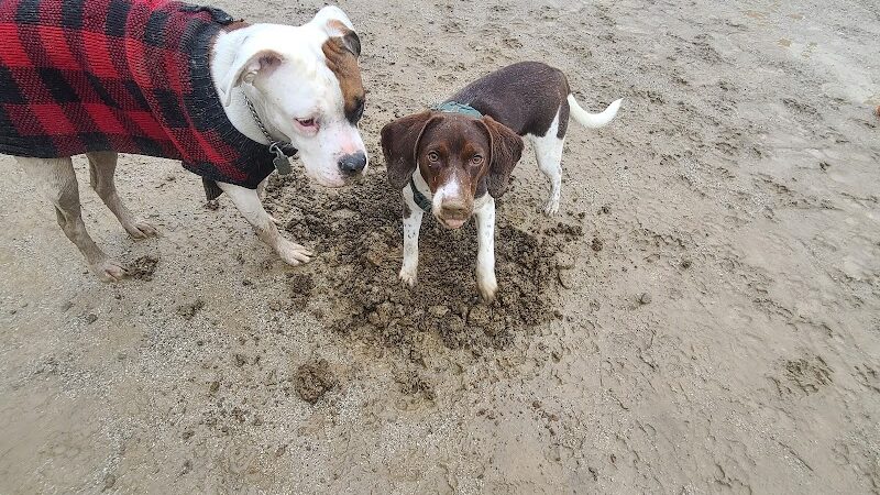 Lakewood Dog Park - Lakewood, OH