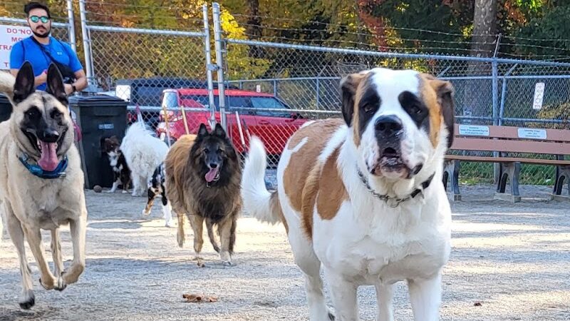 Lakewood Dog Park - Lakewood, OH