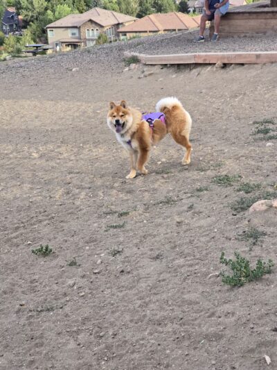 Parks, Forestry and Open Space - Lakewood, CO