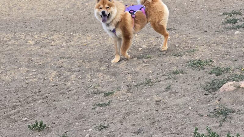 Parks, Forestry and Open Space - Lakewood, CO