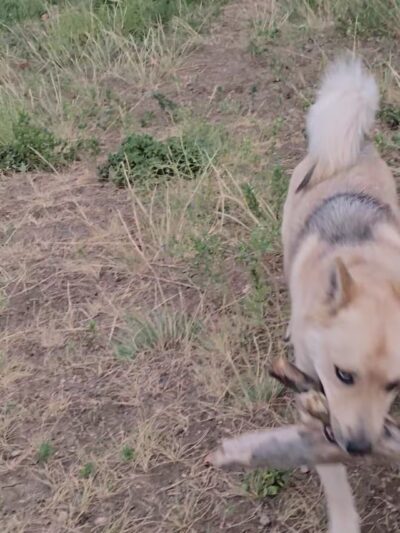 Parks, Forestry and Open Space - Lakewood, CO