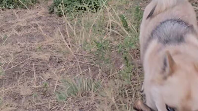 Parks, Forestry and Open Space - Lakewood, CO