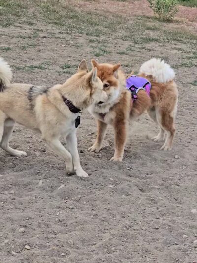 Parks, Forestry and Open Space - Lakewood, CO