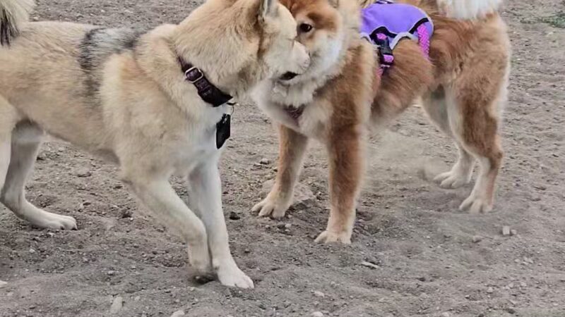 Parks, Forestry and Open Space - Lakewood, CO
