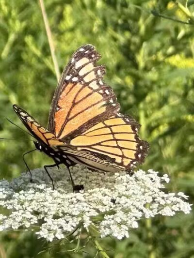 Wheeler Preserve - Lambertville,