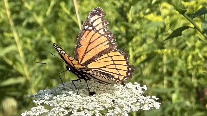 Wheeler Preserve - Lambertville,