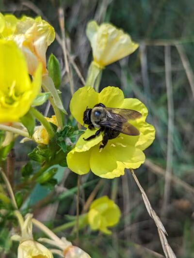 Wheeler Preserve - Lambertville,