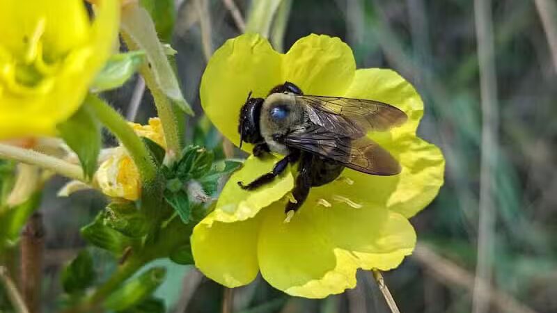 Wheeler Preserve - Lambertville,