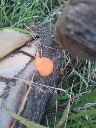 Wheeler Preserve - Lambertville,