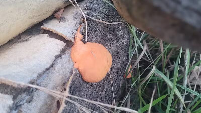 Wheeler Preserve - Lambertville,