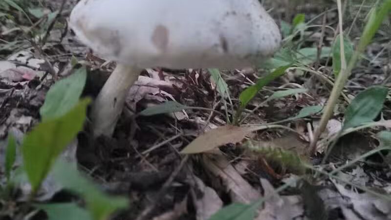 Wheeler Preserve - Lambertville,