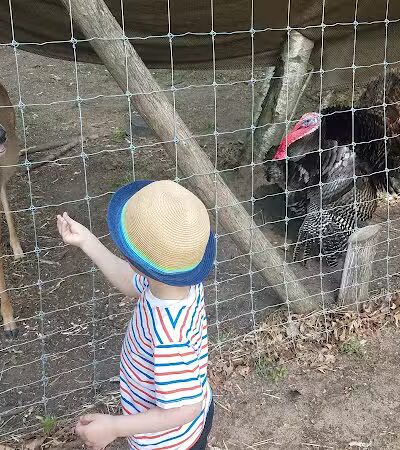 White Park - Lambertville,