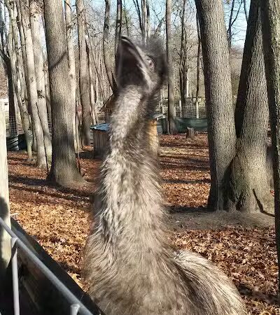 White Park - Lambertville,