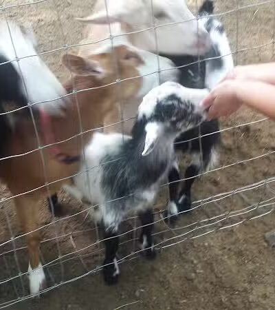 White Park - Lambertville,