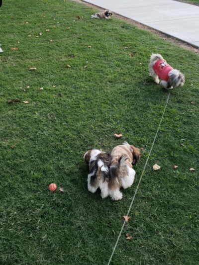 Lamont Park - Lamont, CA