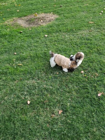 Lamont Park - Lamont, CA