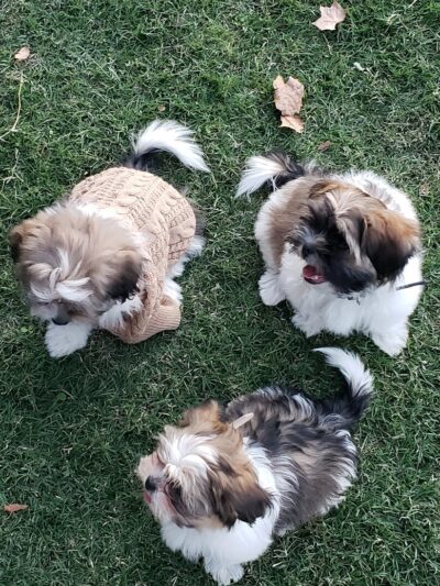 Lamont Park - Lamont, CA