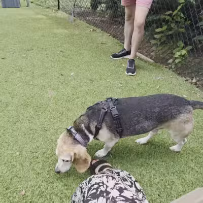 Beau’s Dream Dog Park - Lancaster, PA