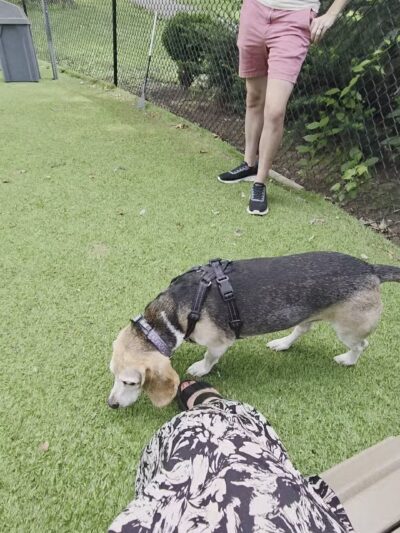 Beau’s Dream Dog Park - Lancaster, PA