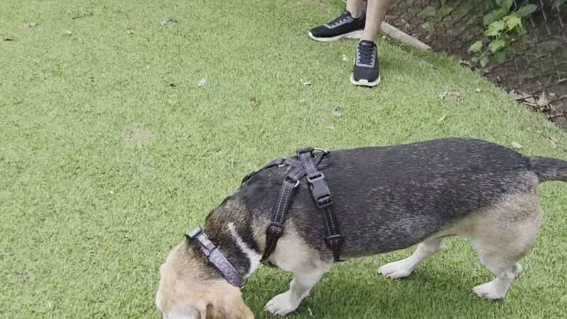 Beau’s Dream Dog Park - Lancaster, PA