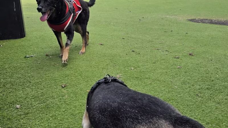 Beau’s Dream Dog Park - Lancaster, PA