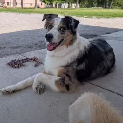 Como Lake Bark Park - Lancaster, NY