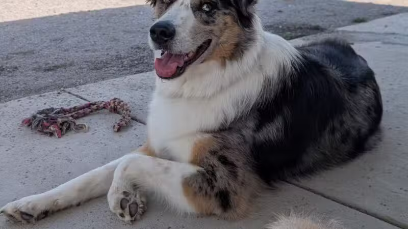 Como Lake Bark Park - Lancaster, NY
