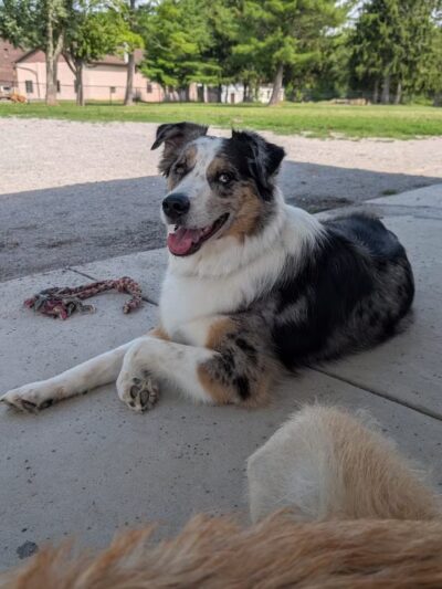 Como Lake Bark Park - Lancaster, NY