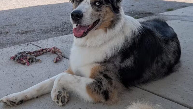 Como Lake Bark Park - Lancaster, NY