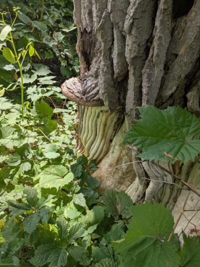 Como Lake Park - Lancaster, NY