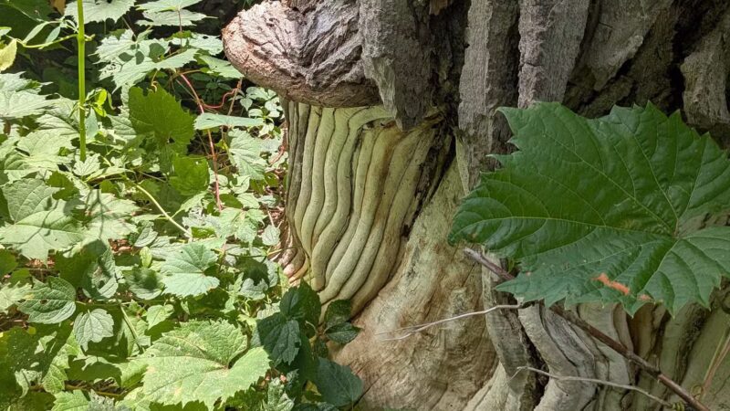 Como Lake Park - Lancaster, NY