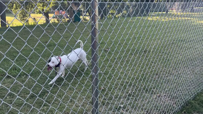 Lancaster Dog Park - Lancaster, TX