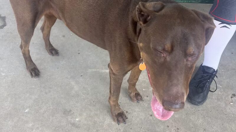 Lancaster Dog Park - Lancaster, TX