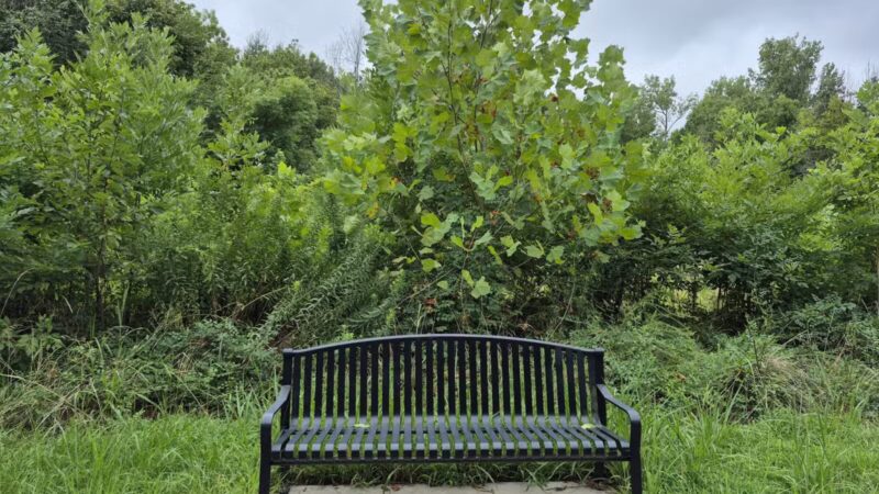 Lindsay Pettus Greenway - Lancaster, SC