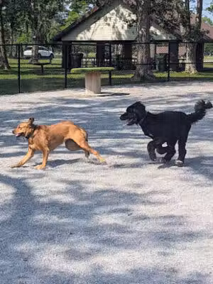 Como Lake Bark Park - Lancaster, NY