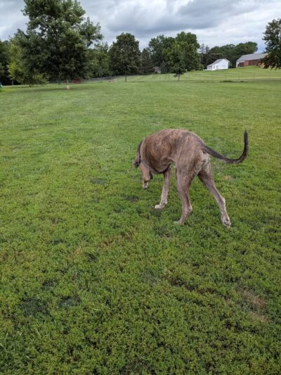 Overlook Dog Park *Membership required - Lancaster, PA