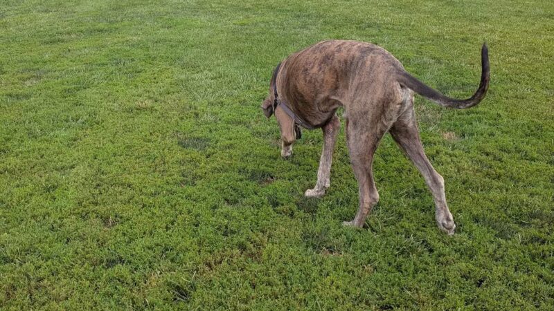 Overlook Dog Park *Membership required - Lancaster, PA