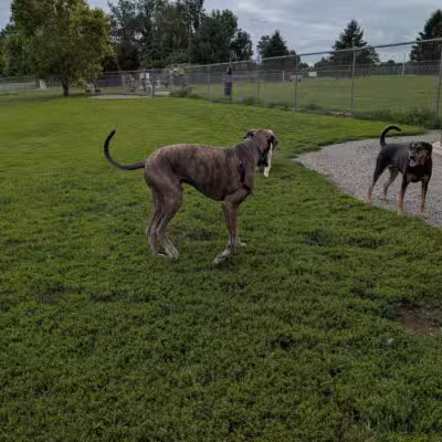 Overlook Dog Park *Membership required - Lancaster, PA