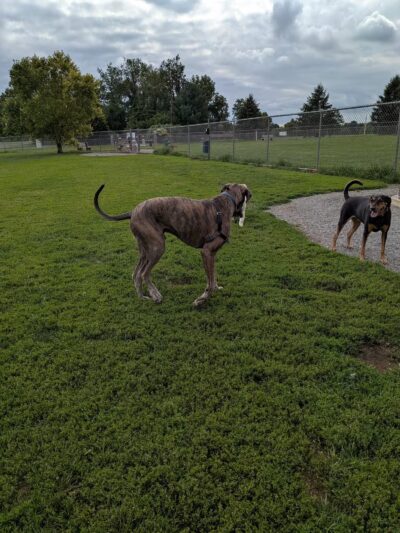 Overlook Dog Park *Membership required - Lancaster, PA