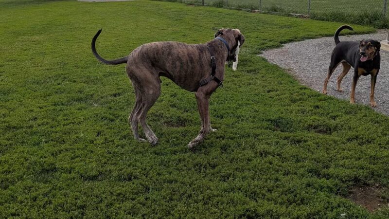 Overlook Dog Park *Membership required - Lancaster, PA