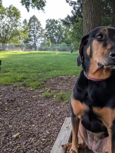 Overlook Dog Park *Membership required - Lancaster, PA