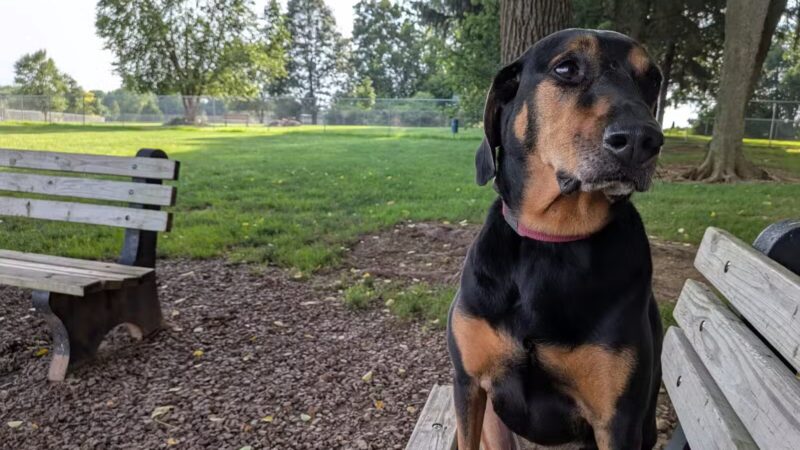 Overlook Dog Park *Membership required - Lancaster, PA