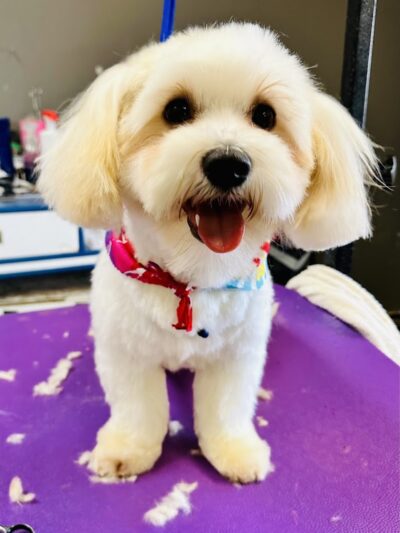 Palmetto Paws & Doggy Daycare - Lancaster, SC