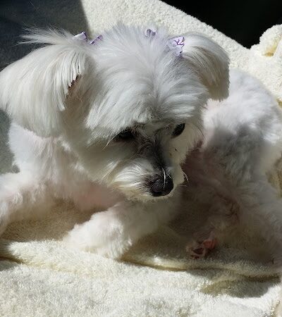 Palmetto Paws & Doggy Daycare - Lancaster, SC