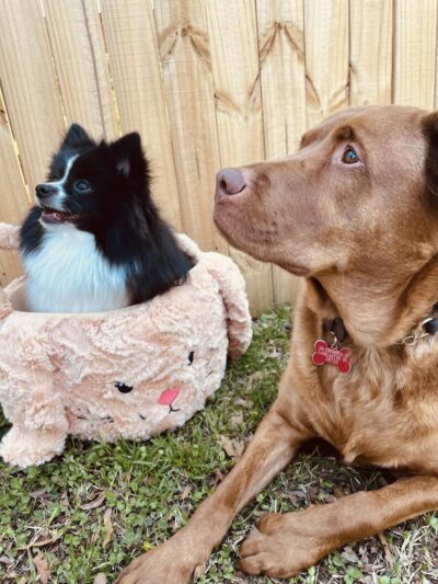 Palmetto Paws & Doggy Daycare - Lancaster, SC