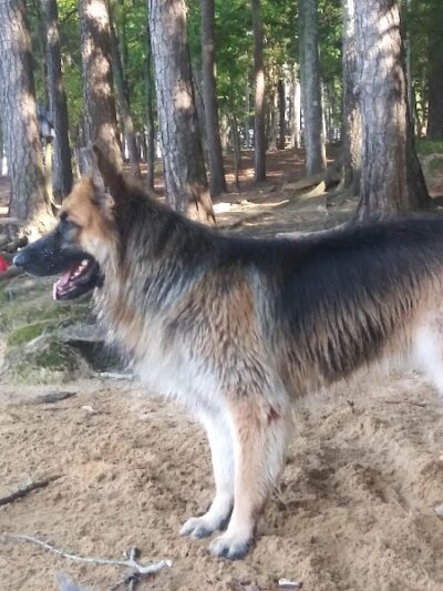 Palmetto Paws & Doggy Daycare - Lancaster, SC