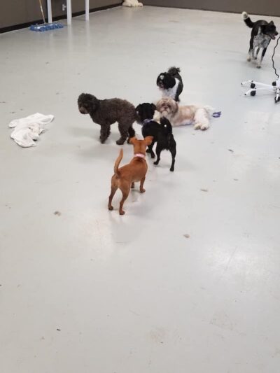 Palmetto Paws & Doggy Daycare - Lancaster, SC