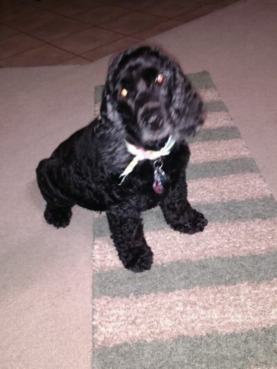 Palmetto Paws & Doggy Daycare - Lancaster, SC