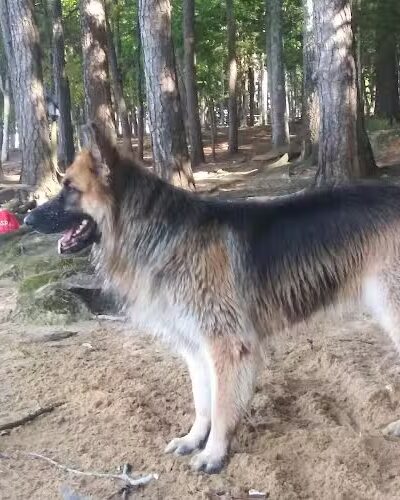 Palmetto Paws & Doggy Daycare - Lancaster, SC